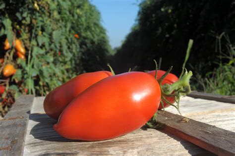 San Marzano Tomato Profile Grow Guide Tomato Bible