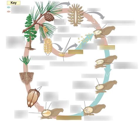 Coniferophyta Life Cycle Diagram | Quizlet