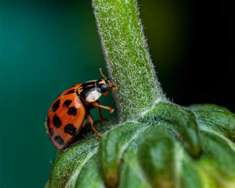 Insectos En Inglés