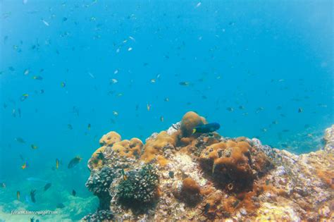 Fondos De Pantalla Deportes Mar Agua Pescado Submarino Isla