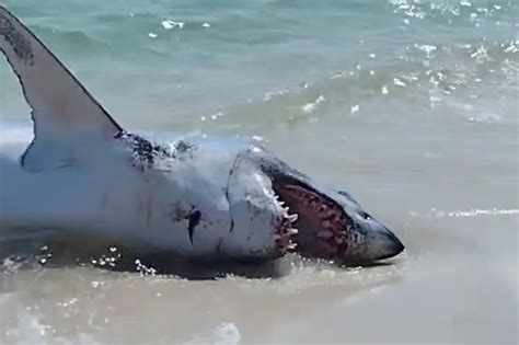 Dramatic Video Shows Huge Shark Rescued After Being Stranded On A