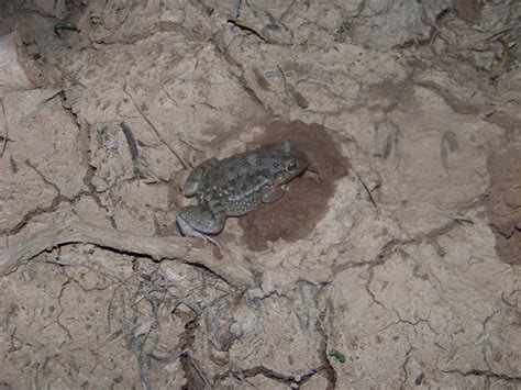 Vizcacheras White Lipped Frog From Ayacucho San Luis Argentina On