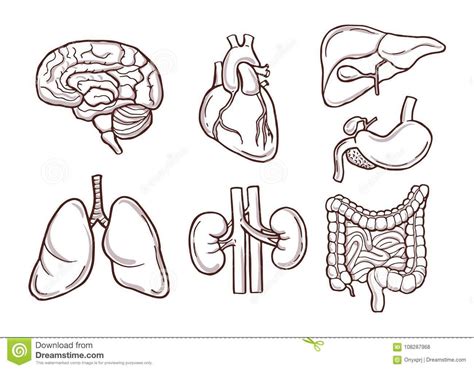 Vector Sketch Set Of Anatomical Human Organs Stock Image And Royalty F7C