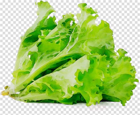 Download High Quality lettuce clipart vegetable Transparent PNG Images ...