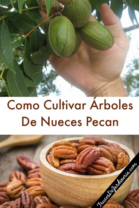 Como Cultivar Árboles De Nueces Pecan Trucos De Jardineria