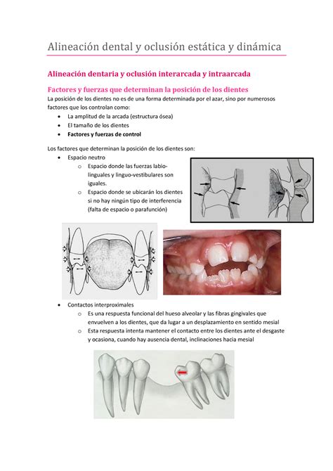 Alineaci N Dental Y Oclusi N Est Tica Y Din Mica Dental Y Y Dentaria