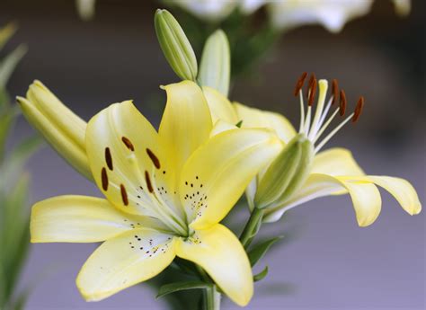 Yellow Lily Free Stock Photo Public Domain Pictures