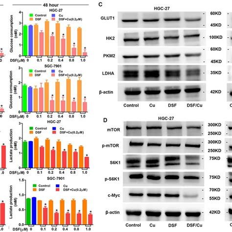 Cu Enhances The Cytotoxicity Of Dsf In Gc Cells Hgc And Sgc