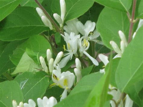 Morrow S Honeysuckle Shenandoah Early Detection Invasive Plants