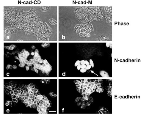 A Cells Segregate From A N Cad M Cells But Not A N Cad Cd