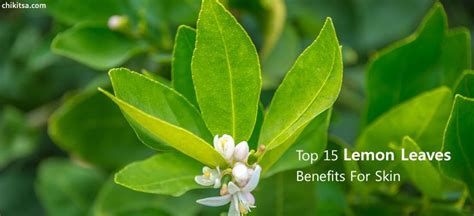 Top 15 Lemon Leaves Benefits For Skin | Lemon Leaves Recipes Uses