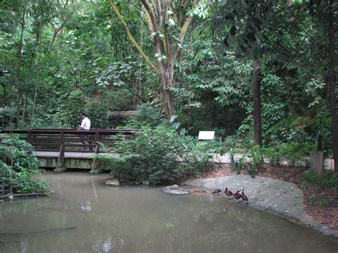 Jurong Bird Park 2008 - Inside the Waterfall Aviary - ZooChat