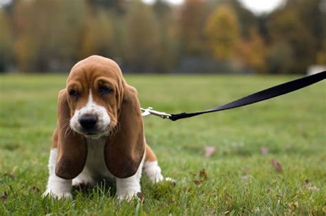 Raças de cachorro perfeitas para quem mora sozinho Morando Sozinho