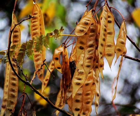 Silk Tree Seed Pods Silk Trees Seem To Have Leaves For Onl Flickr