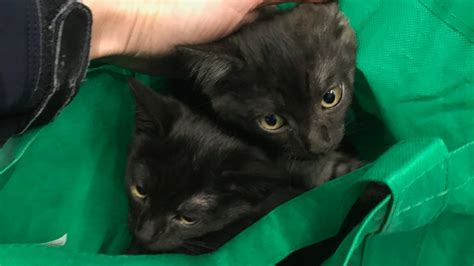 Kittens Dumped At Adelaide Rspca Shelter During Cold Conditions In Tied