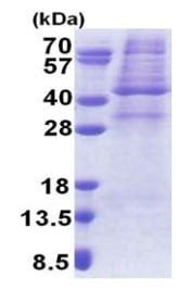 Recombinant Human Ampk Gamma Protein Denatured Ab