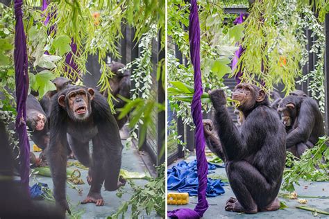 Former Research Chimps Browse The Menu In Sanctuary Project Chimps