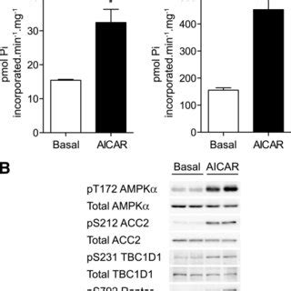 Schematic Summary Shows The AMPK Mediated Increase In Muscle Glycogen