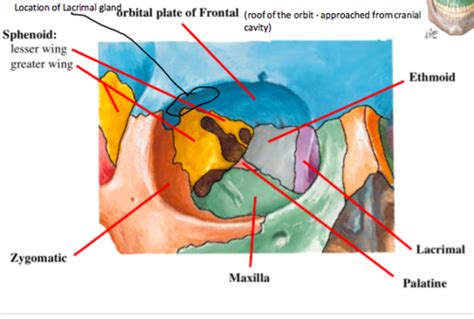 Anatomy Ii Orbit Ear Flashcards Quizlet