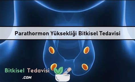 Parathormon Bitkisel Tedavisi Bitkisel Tedavi