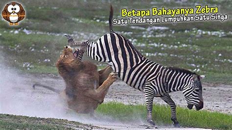 Aksi Epic Induk Zebra Demi Selamatkan Anaknya Satu Tendangan Bisa