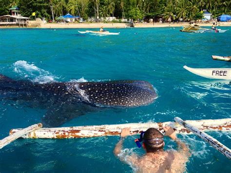 Swimming With Whale Sharks In Oslobsorta Philippines Travel Travel