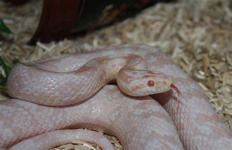 Img Coral Snow Corn Snake Toyah Robson Flickr