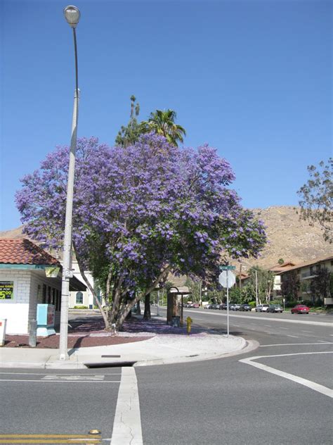 OccasionalPiece: Jacaranda Trees