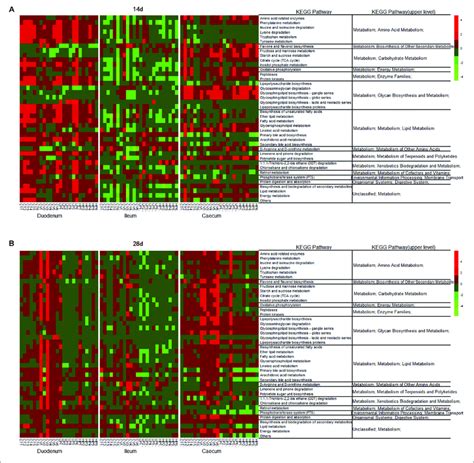 Heatmap Of Relative Abundance Of Predicted Functional Kegg Pathways