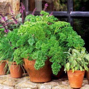 Growing Parsley in Pots & Containers | Parsley Care