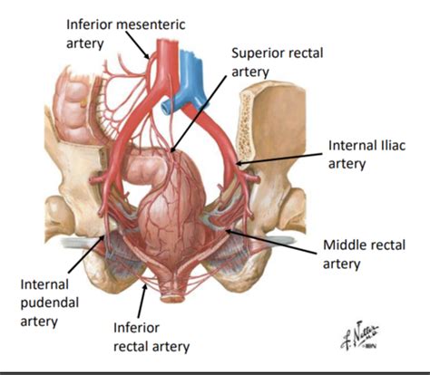 Middle Rectal Artery Anatomy Branches Supply Kenhub