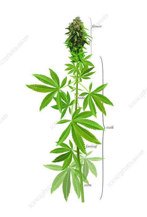 Cannabis Plant Illustration Stock Image C0597811 Science Photo