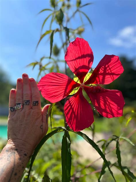 Star of Texas Hibiscus- Seed Pod | Into the Meadows