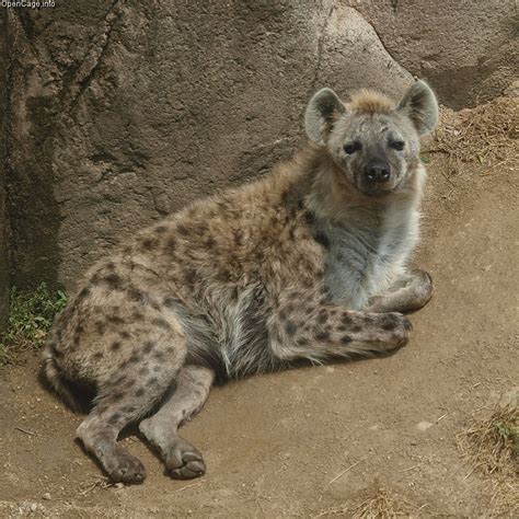 【動物の話】ハイエナは実は・・・ Nyanpoli