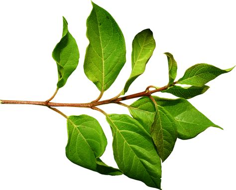 Rama Con Hojas Verdes Png Transparente Stickpng