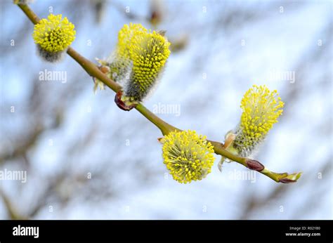 The Furry Buds Of Pussy Willow These Inflorescences Have A Colorful Look Stock Photo Alamy
