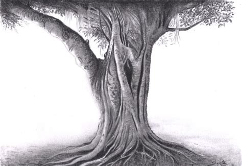 banyan tree pencil drawing