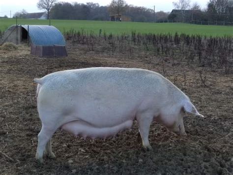 Portail De La Bio En Bourgogne Mise En Place De La Biosécurité Dans