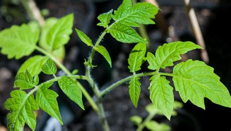 Quand Planter Des Tomates Dans Son Potager Comment Faire