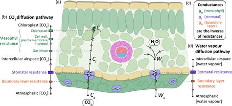 The Influence Of Stomatal Morphology And Distribution On Photosynthetic