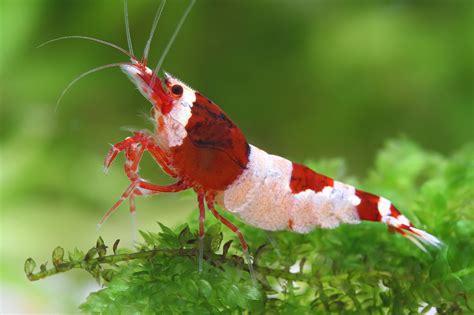 Caridina sp Red Shadow Hinomaru Gamba enana de agua dulce Crustáceo