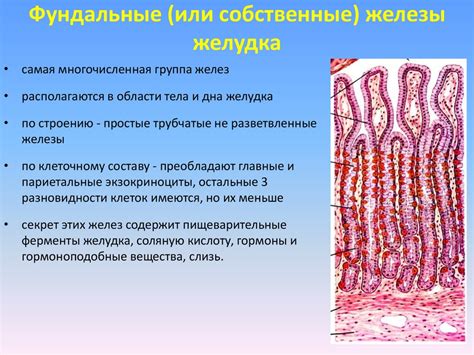 Пищеварительная система - презентация онлайн