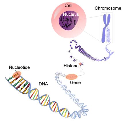 Nucleoid Function, Region & Structure - Lesson | Study.com