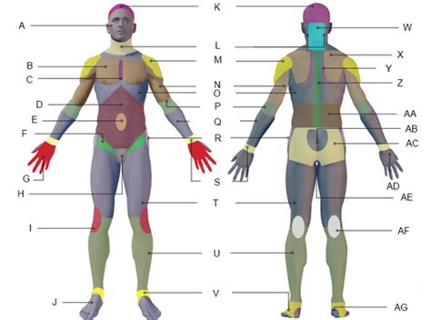 Regions Of The Body With Pictures Flashcards Quizlet