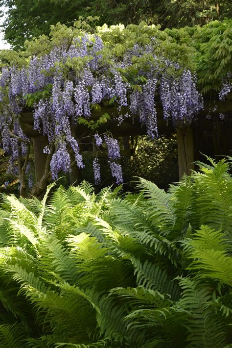 Melanie's Perennials: Ferns