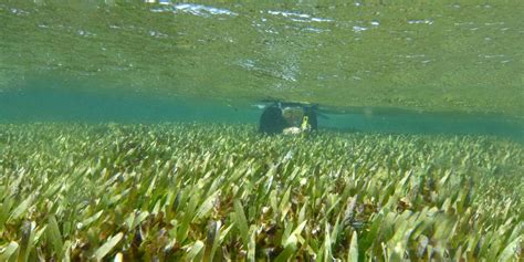 Saving seagrass from climate change : The University of Western Australia