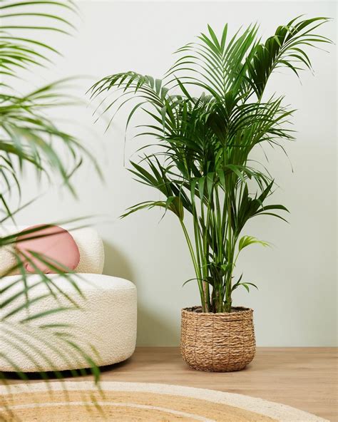 Shop Kentia Howea Forsteriana Kentia Palm Xxl Golden Cane Palm Online