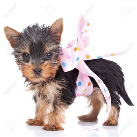 Cute Yorkie Toy Wrapped In A Pink Bow On White Background Tea Cup