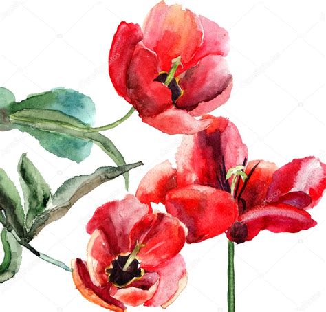 Beautiful Tulips Flowers Watercolor Painting Stock Photo By Jershova