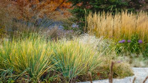 Ornamental Grasses That Thrive Even With Little Water